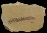 Metasequoia (Dawn Redwood) Fossil - Montana #41411-1